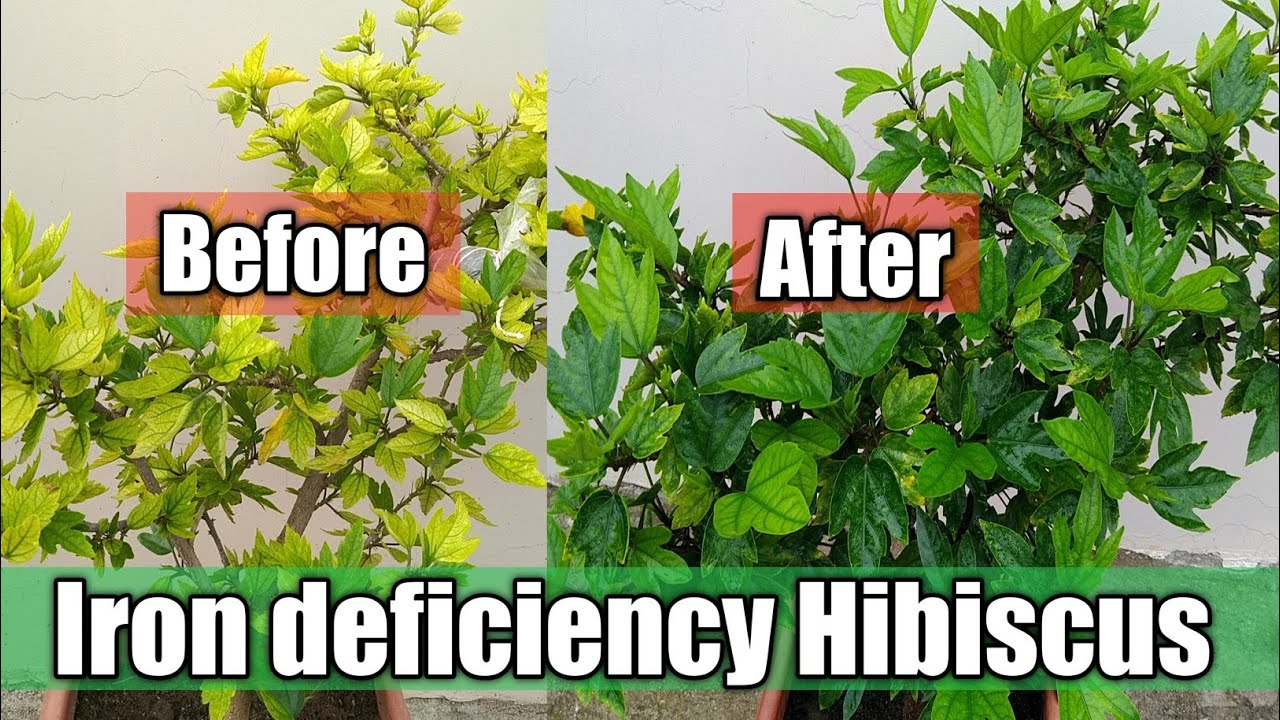 Hibiscus Plant Me Leaf Yellow Kyon Ho Rahi Hai? | Iron Deficiency Treatment