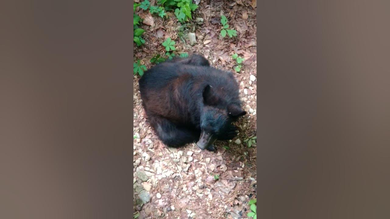 Sevierville Family'S Close Call: Black Bear'S Unexpected Visit - 858fe9w