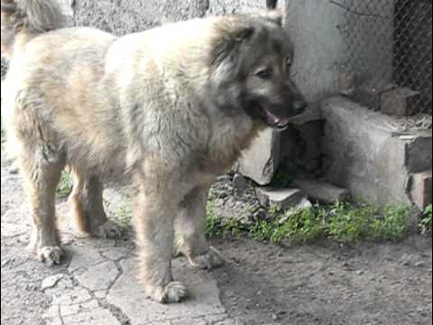 северокавказская овчарка. кавказская овчарка среднешерстная. кавказская овчарка волкодав злая. видео про кавказца. видео про кавказца.