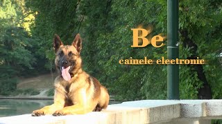 WHAT TO DO WHEN YOU HAVE A MALINOIS? DOG TRAINING