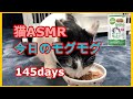 【保護猫】猫ASMR：今日のモグモグ 145days ／ MiawMiawジューシー おさかなミックス