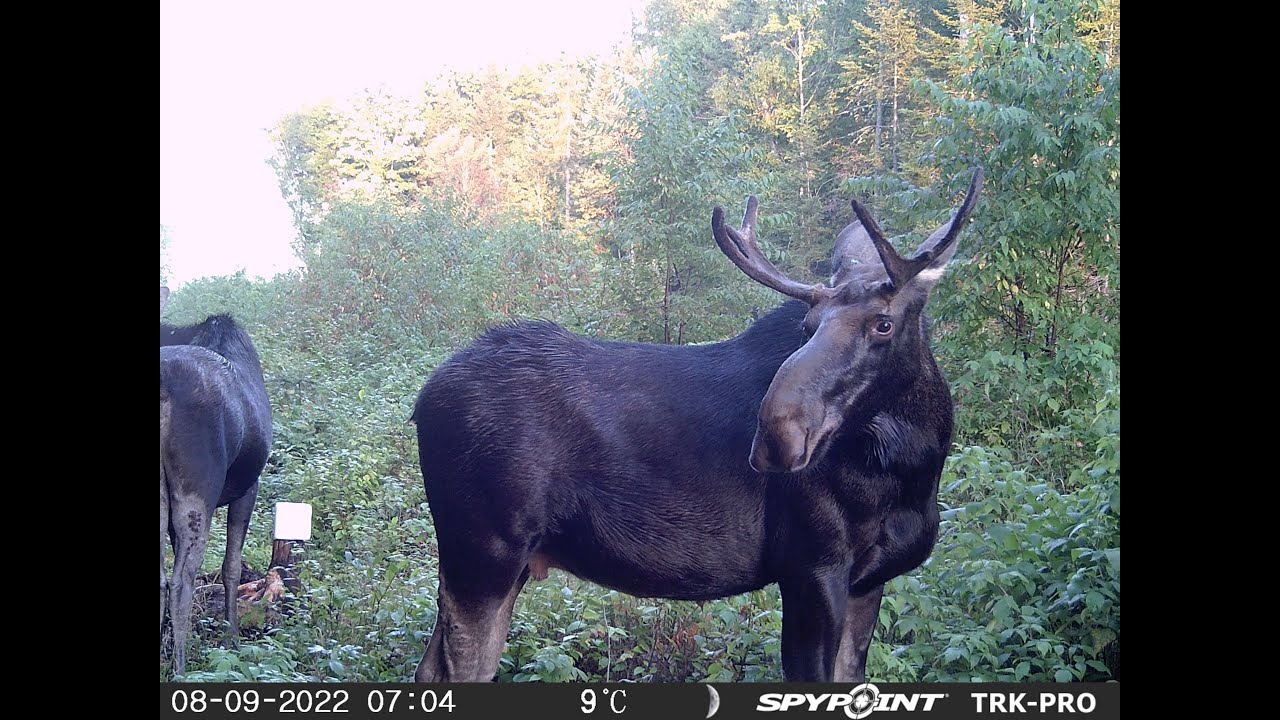 Chasse a l'Orignal 2022