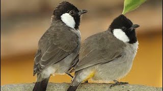 Download Lagu Beautiful Iraqi bulbul singing MP3