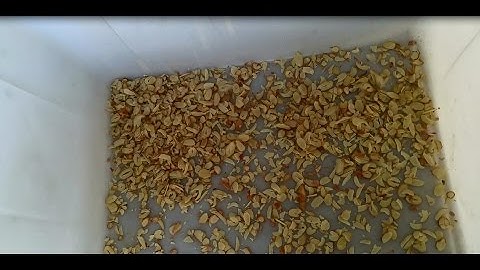 New Type Almond Slicing Machine|Peanut Slicer Machine