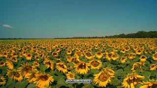 Large #field of #sunflowers, with #flowers to the #horizon, during a sunny and clear day.