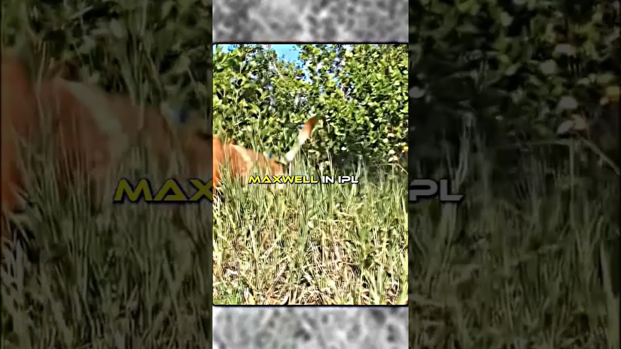 Glenn Maxwell in int & ipl 