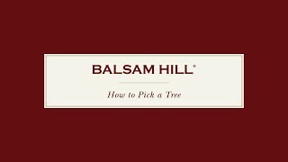 How to Pick a Christmas Tree | Balsam Hill® Tree Lot