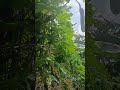rainfall to ampalaya vegetables #shortvideo