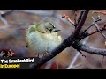 Meet the goldcrest the completely adorable smallest bird in europe