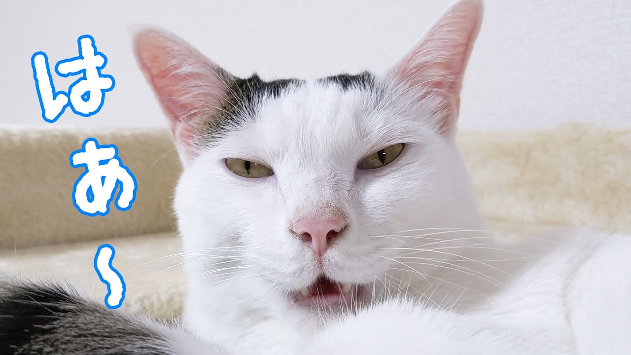 眠いのにたくさんお喋りする猫