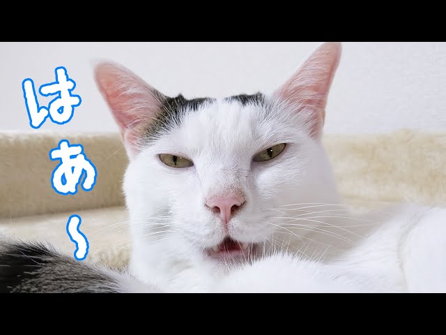 眠いのにたくさんお喋りする猫