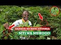 SIRI NZITO KAMATA MCHAWI KUTUMIA MTI WA MUHOGO NA MUHOGO SIRI NZITO KAMATA MCHAWI KUTUMIA MTI WA MUHOGO NA MUHOGO