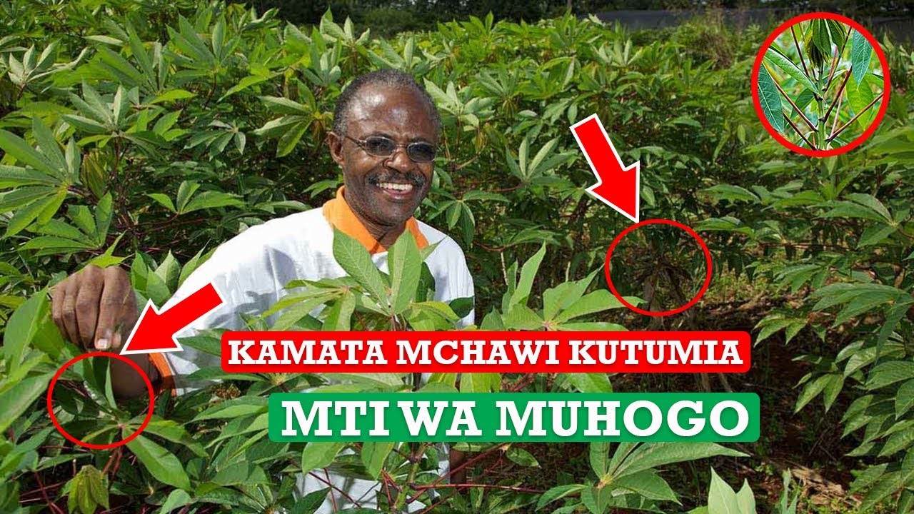 SIRI NZITO KAMATA MCHAWI KUTUMIA MTI WA MUHOGO NA MUHOGO