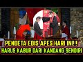 PENDETA EDIS APES HARI INI!!! HARUS KABUR DARI KANDANG SENDIRI