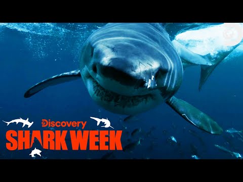 SHARK ATTACK Caught on Camera! | Shark Week | Discovery