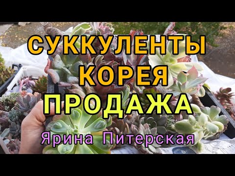 Video: Presaditev Gloksinije: Kdaj Jo Morate Presaditi Po Mirovanju Iz Enega Lonca V Drugega? Nega Na Domu Po Zimi