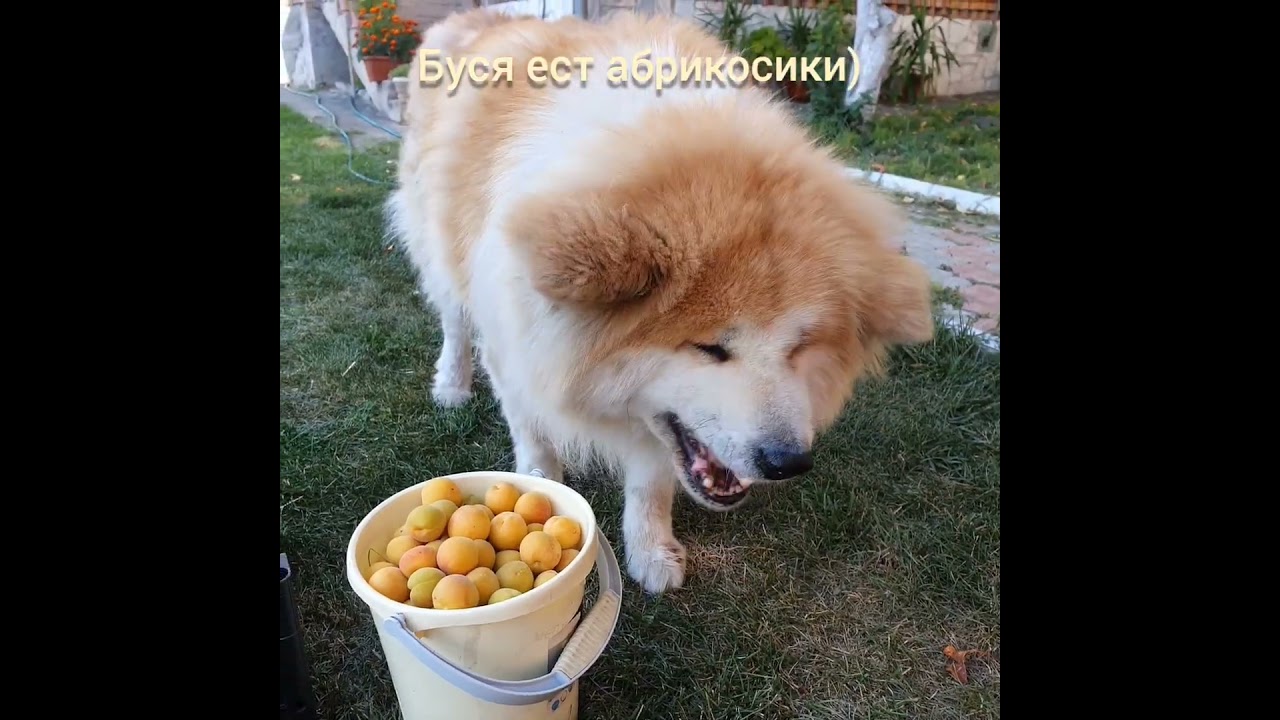 Буся и абрикосики) 