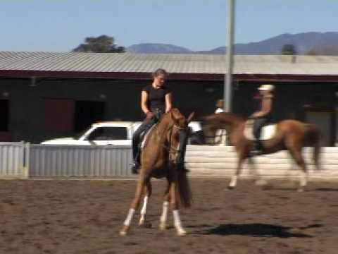 EquineVIP speaks to Dressage trainer Rebecca Rigdon