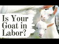 The BEST Video Showing Goat Labor Signs You NEED To Know! Have the Best SUCCESS This Year