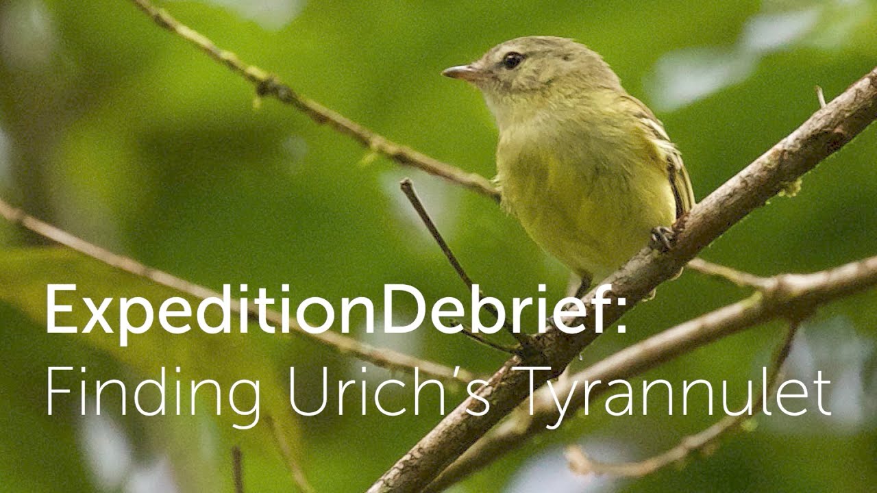 Expedition Debrief: Finding Urich's Tyrannulet 