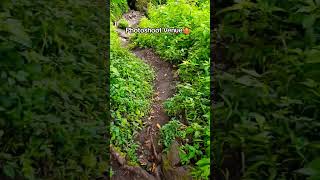 Nature Shoot? #nature #wild #forest