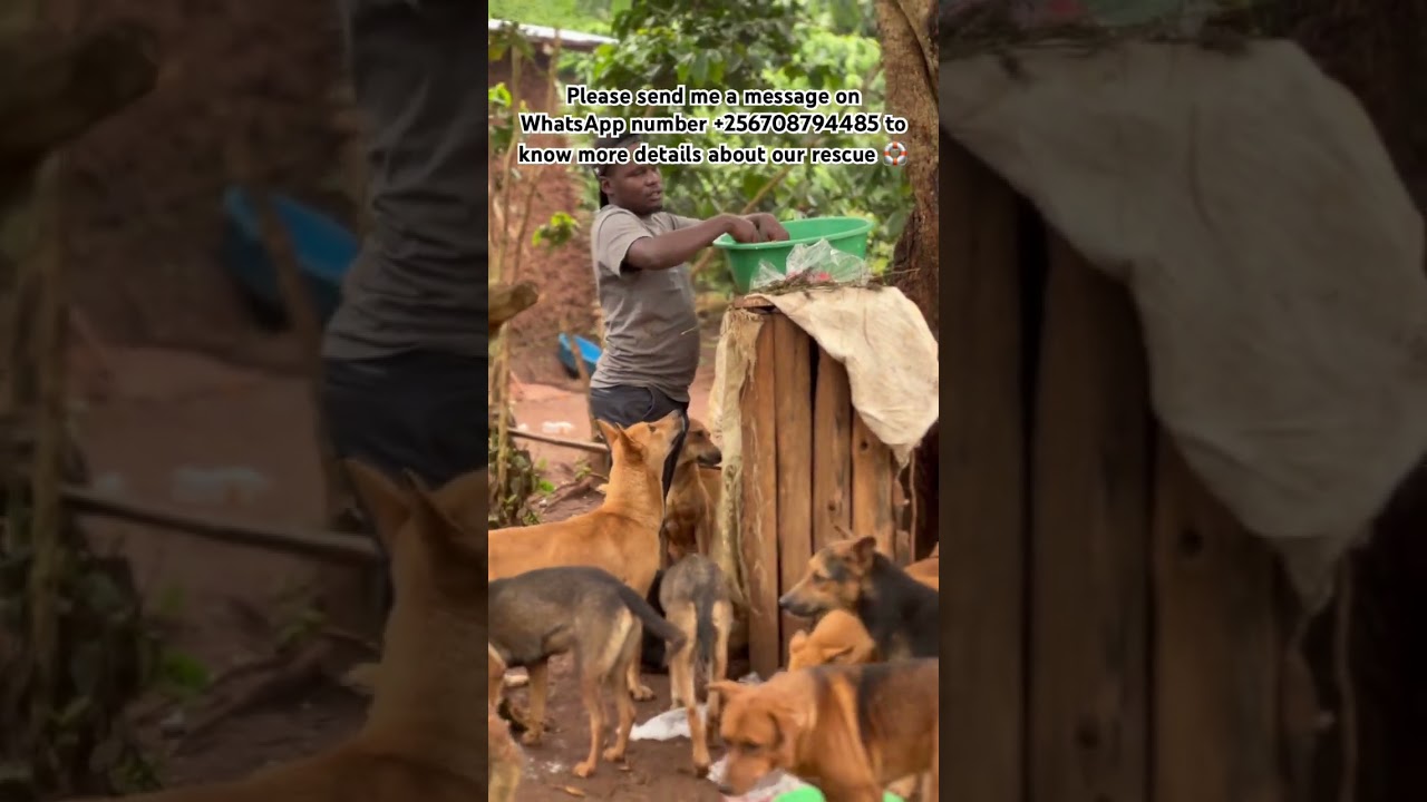 Please be kind for no reason and donate to help the fur babies- Gofundme campaign in our bio ❤️