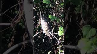 Mystical Barred Owl