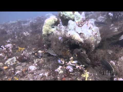 Octopus Charges Scuba Diver's Hands and Regulator Hoses