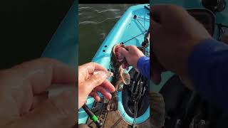 This Fish Was Eating Everything!
