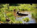 Moose Watering Hole in Maine with Bulls, Cows and a Calf