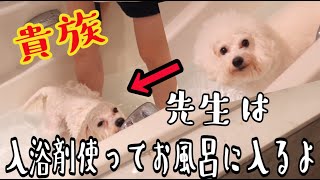 貴族な先生は入浴剤を使ってお風呂に入られます