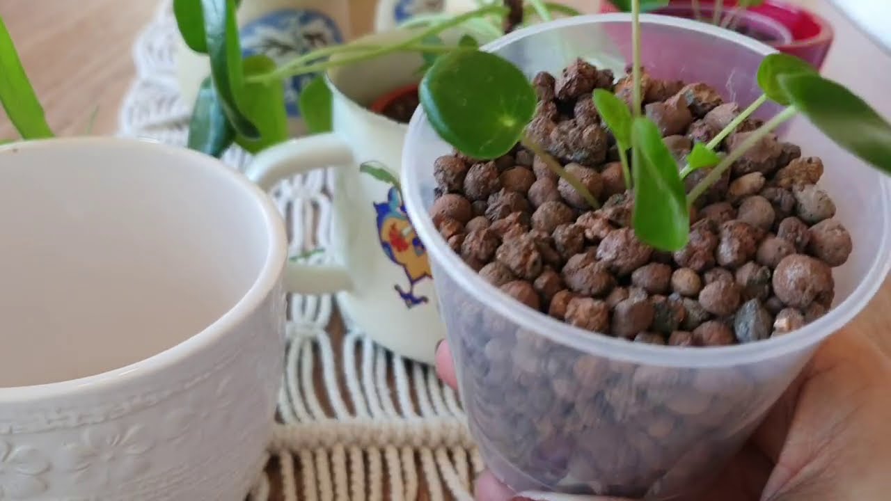 Çin Para Bitkisi Pilea Çoğaltma Son durumu