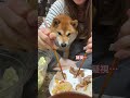 お肉の日には兄柴犬としての特権で姉さん横を譲らない柴犬てぃーだ #柴犬 #shibainu