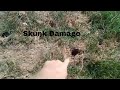 This is What Skunk Damage from Eating Grubs Looks Like