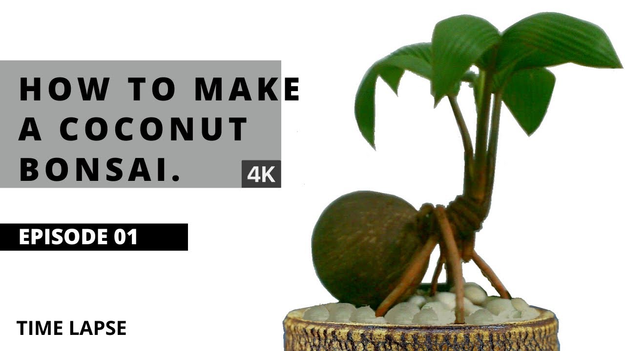 How to Make a Coconut Bonsai Episode 01 Time lapse 4K Shot iphone