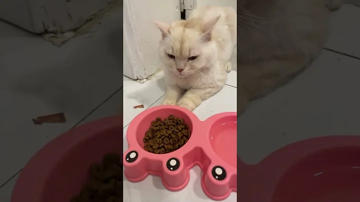 Video 11021271: maine coon cat live, maine coon cats love