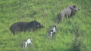 RAJA B4BI HUTAN BESAR MENAMPAKKAN DIRI DI LERENG BUKIT