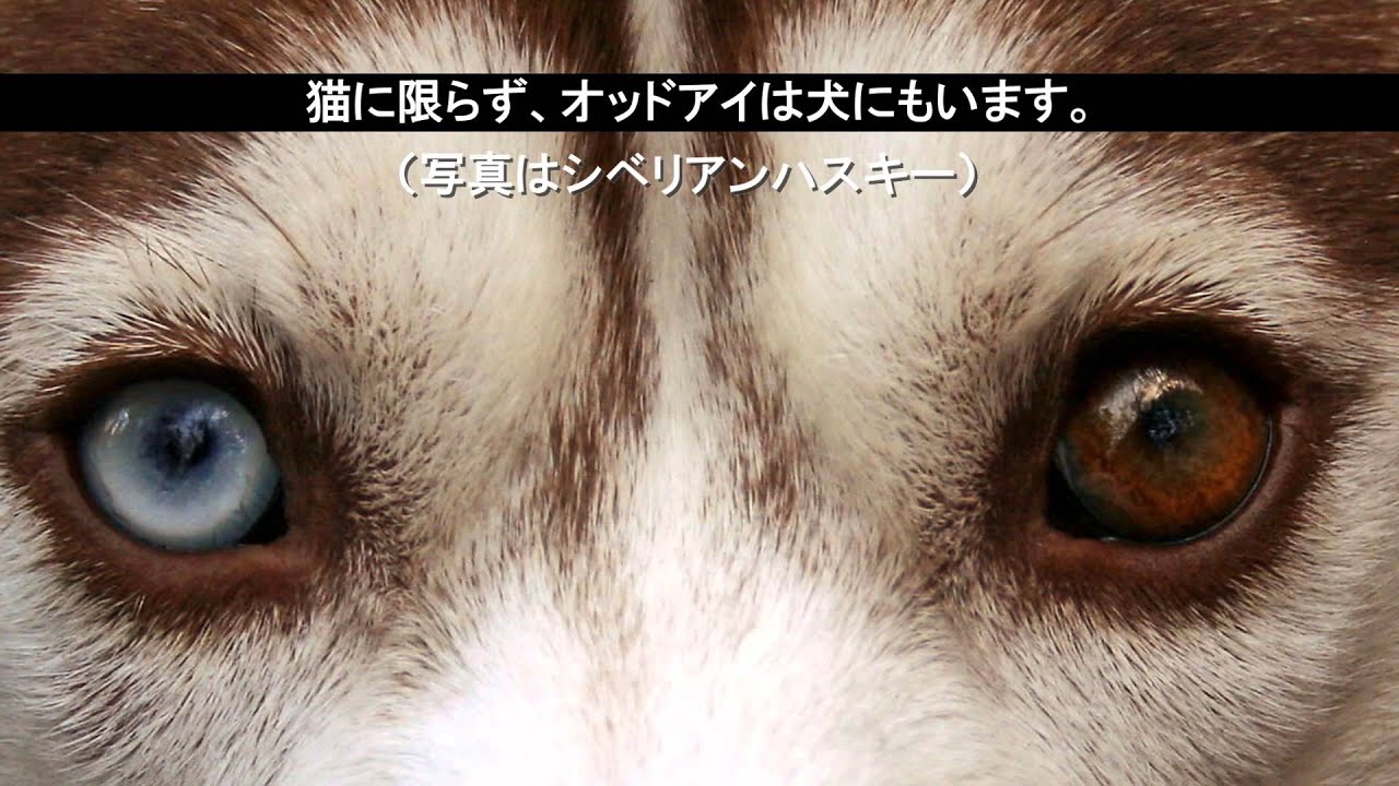 神秘的なオッドアイの白猫ユキ 解説動画 Odd Eye Cat Youtube