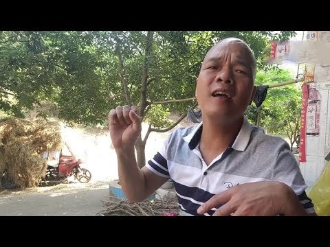 經典的老歌，當今最流行《向天再藉500年》，反复聽了十遍【桂平光哥】