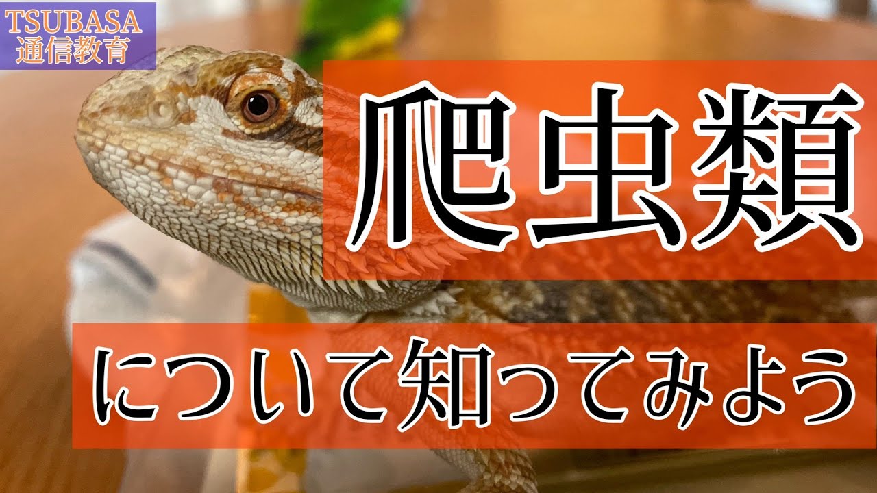 Science] About reptiles! The ecology of the bearded dragon