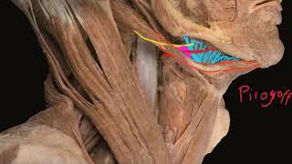 Triángulos del cuello