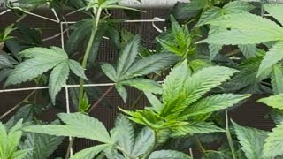 Clone to harvest: Sour Diesel day 2 of flower! 