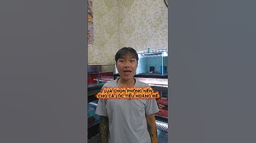Nên dán decal, trải sạn màu gì khi nuôi Cá lóc tiểu hoàng đế ? | Cá cảnh An An #cacanhanan #channa