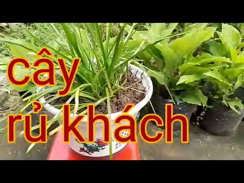 Video cây mến khách - cây vũ khách - cây chiêu tài - cây... - youtube