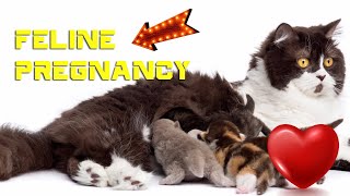 Understanding Feline Pregnancy - How long are cats pregnant by Animals A2Z 12 views 3 days ago 44 seconds
