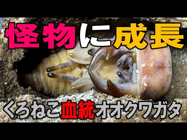 野生のオオクワガタから4世代目で、ついに怪物オオクワガタが誕生した