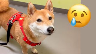 Jimmy had an upset stomach, how to diagnose, the cause, and the treatment by Super Shiba 1,667 views 7 months ago 10 minutes, 24 seconds