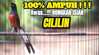 MURAI BATU GACOR AMPUH BUAT MASTERAN MURAI AGAR BONGKAR ISIAN CILILIN