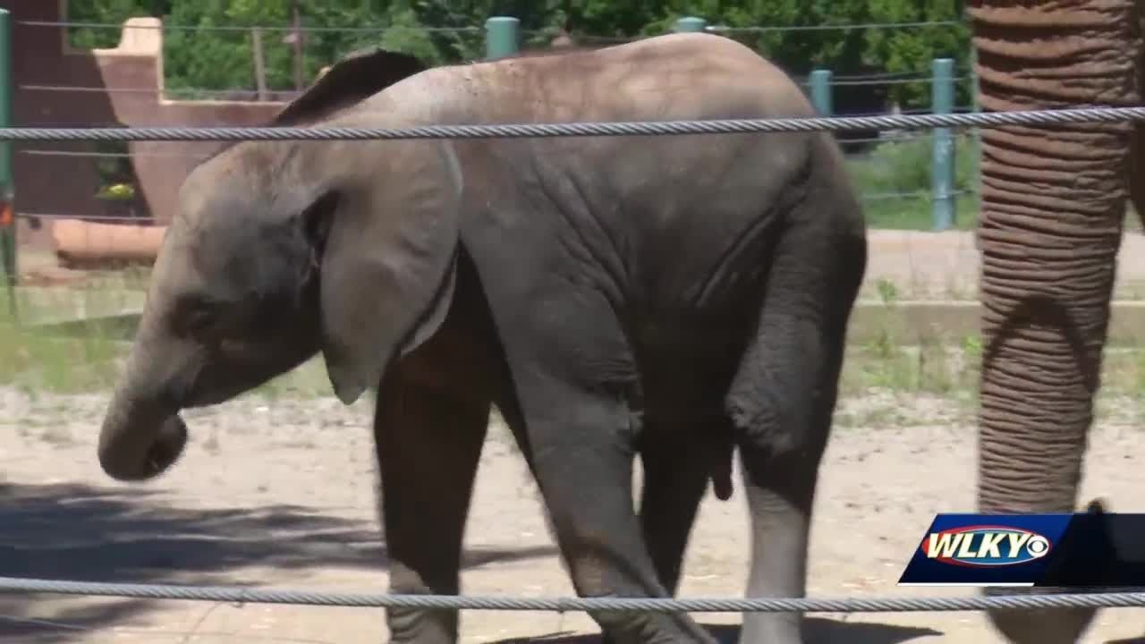 Louisville Zoo reopens to members Friday - YouTube