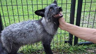 Do Foxes Really Say HEHEHE?